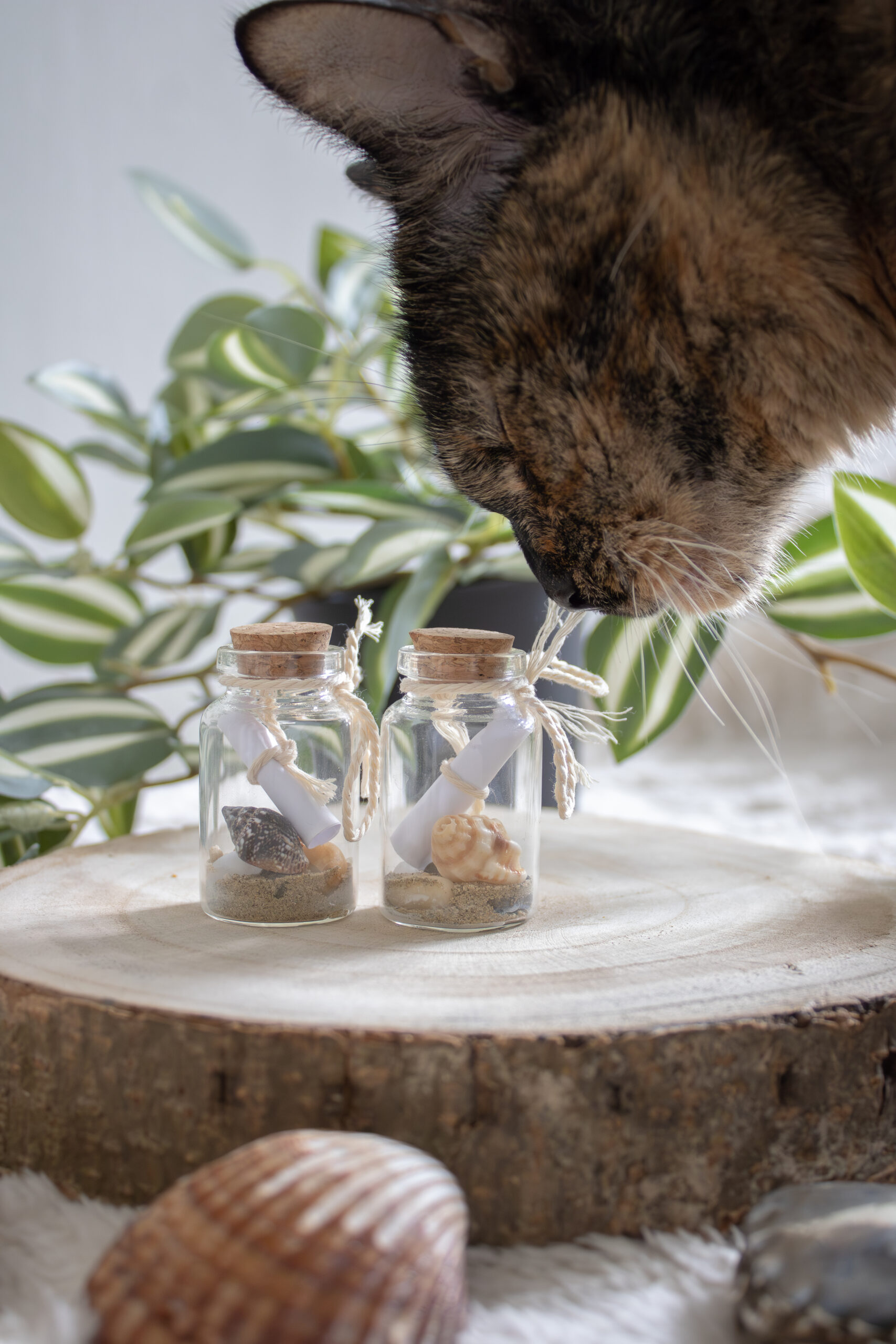 Crafting the Perfect DIY Gift for Beach Lovers: A Bottled Message with Shells